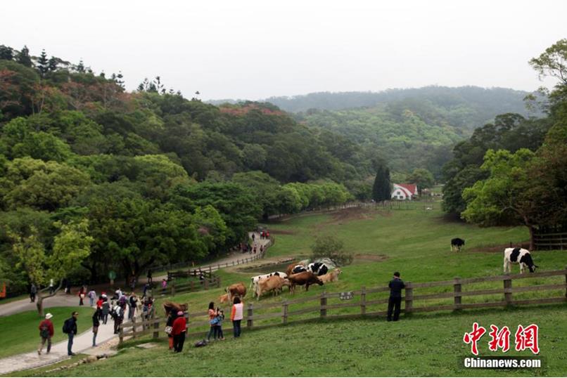 资料图：台湾休闲农业、乡村旅游名点——苗栗飞牛牧场。陈立宇 摄